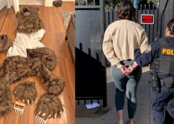 Bear Suit Car Insurance Fraudsters Get Six Months Behind Bars