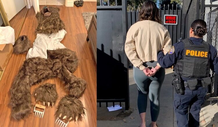 Bear Suit Car Insurance Fraudsters Get Six Months Behind Bars