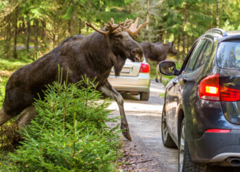 It’s One Thing For A Moose To Wreck Your Car, But Someone Stealing The Meat Goes Too Far