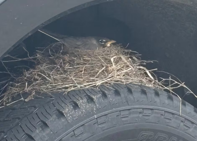 Ford F-250 Buyer Legally Can’t Take His Truck Home Because Of A Robin