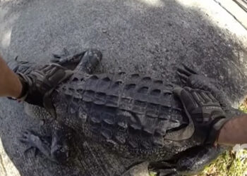 Florida Man And Sheriff’s Deputy Shoos An Alligator Off Busy Highway Like It’s Just A Tuesday