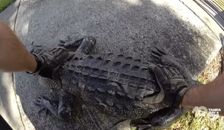 Florida Man And Sheriff’s Deputy Shoos An Alligator Off Busy Highway Like It’s Just A Tuesday
