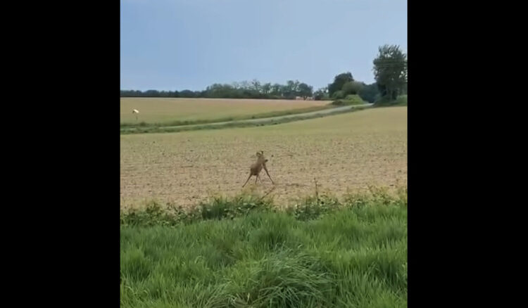 French Cops Warn Drivers Drunk Deer Are Dangerous On The Road. Sober Deer Still OK
