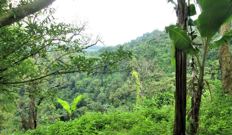 If You Want To Road Trip The World’s Longest Highway, You’ll Have To Plan For The Darién Gap