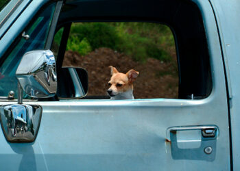‘Ginger, No!’ Nebraska Dog Inside A Truck Shoots Human Driver In Another Car With A Shotgun