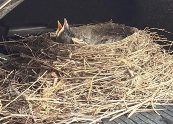 Baby Birds That Made A Sold Ford F-250 Their Home Have Officially Flown The Coop