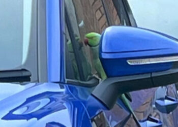 Rogue Parakeet Carries Out Potentially Unstoppable Campaign Of Car Damage